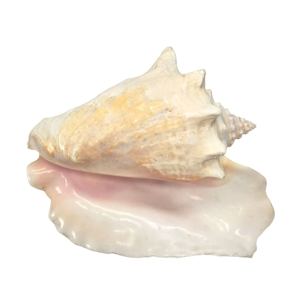 Conch Sea Shell Extra Large Vintage Natural Ocean Beauty Seashell 11" JE396